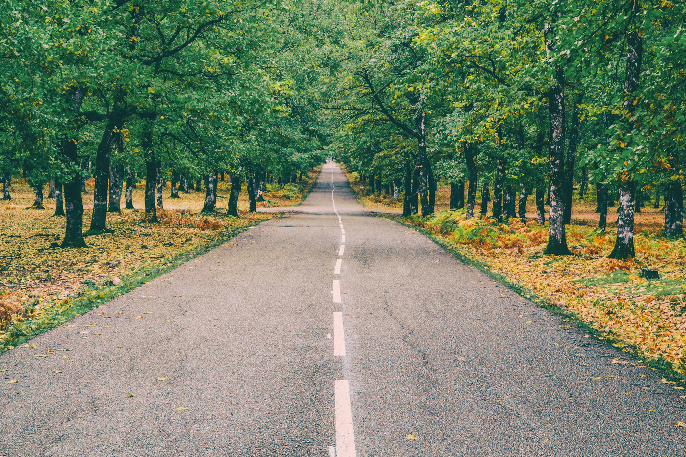 Trees along the Road